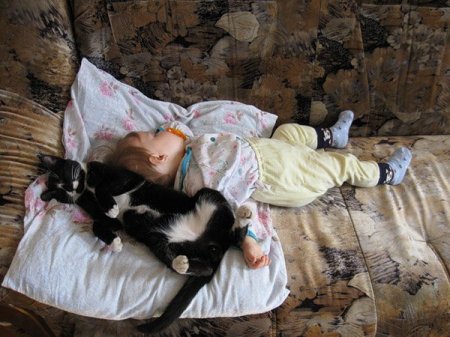 Малыши и коты