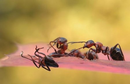 Рабочий день муравья