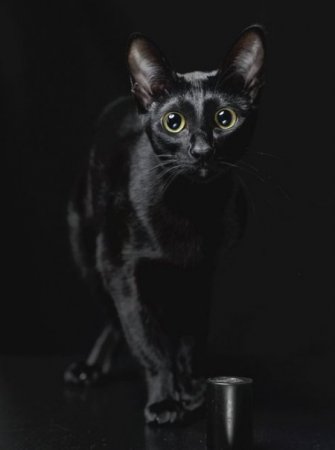 Коты на чёрном фоне