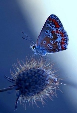 Очаровательные бабочки