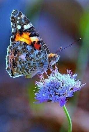 Очаровательные бабочки