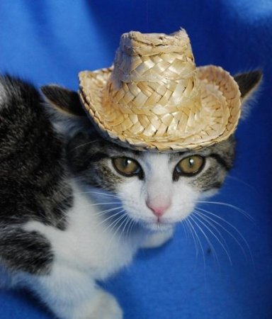 Кошки в шляпках